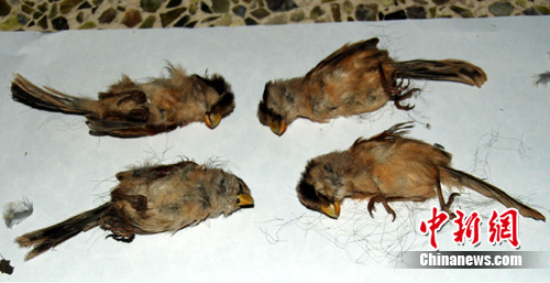 图为已经死亡的世界濒危鸟类震旦鸦雀。